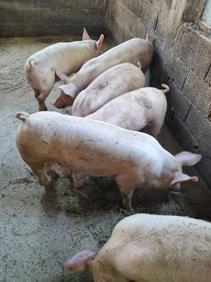 Porci purcei 30-60 de kg rasă de carne - imagine 3