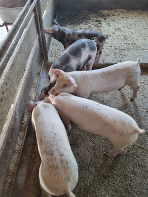 Porci purcei 30-60 de kg rasă de carne - imagine 2