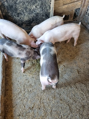 Porci purcei 30-60 de kg rasă de carne - imagine 5