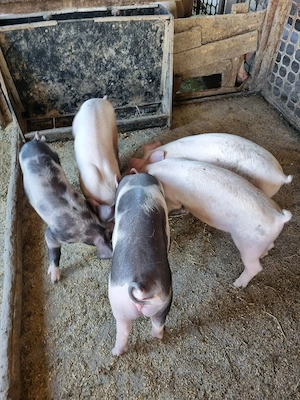 Porci purcei 30-60 de kg rasă de carne - imagine 4