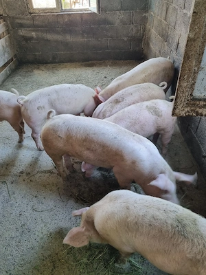 Porci purcei 30-60 de kg rasă de carne