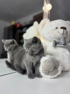 Pui pisica british shorthair - imagine 4