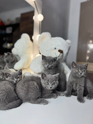 pui de pisica British shorthair - imagine 2