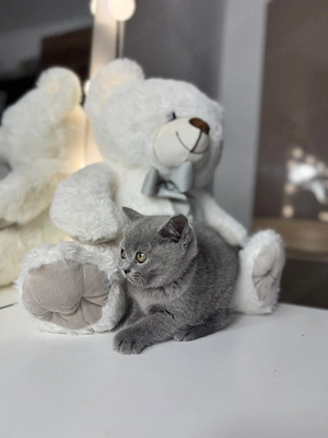 pui de pisica British shorthair - imagine 3