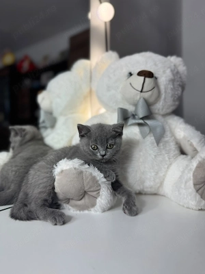 pui de pisica British shorthair - imagine 4