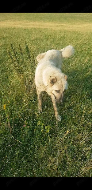 Vand caine de kangal tanar