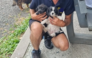 2 pui caine spre adoptie Turda jud. Cluj