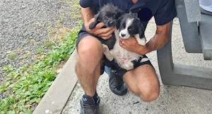 2 pui caine spre adoptie Turda jud. Cluj - imagine 3
