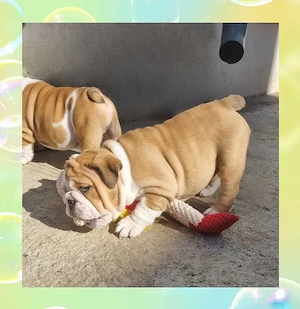Bulldog Englez Fetița - imagine 2