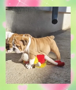 Bulldog Englez Fetița - imagine 3