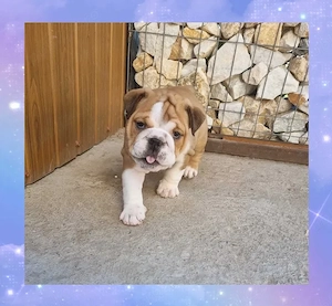 Bulldog Englez Fetița