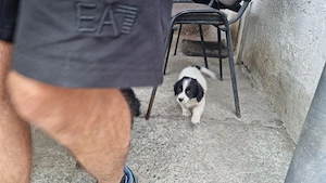 2 pui caine spre adoptie Turda jud. Cluj - imagine 5