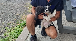 2 pui caine spre adoptie Turda jud. Cluj - imagine 4