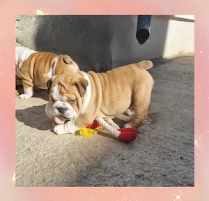Bulldog Englez Fetița - imagine 4