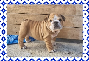 Bulldog Englez Fetița