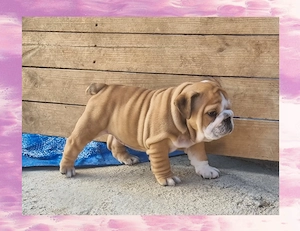 Bulldog Englez Fetița - imagine 3