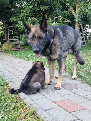 Pui ciobanesc german linia de lucru 