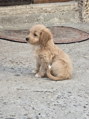 Pui Maltipoo 3 luni 