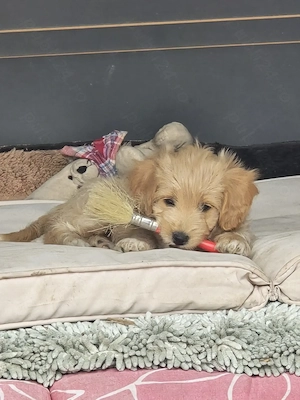 Pui Maltipoo 3 luni  - imagine 3