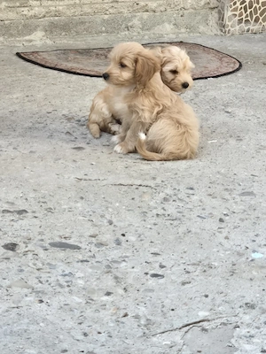 Pui Maltipoo 3 luni  - imagine 2