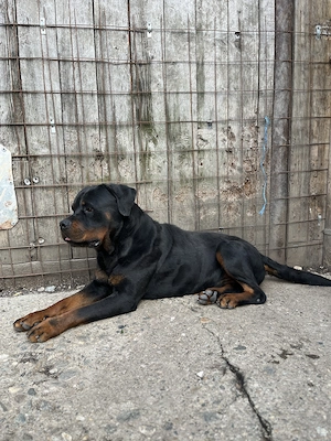 Rottweiler mascul cu pedigree - imagine 2