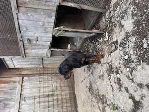 Rottweiler mascul cu pedigree - imagine 4