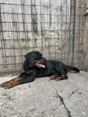 Rottweiler mascul cu pedigree - imagine 3