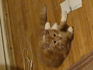 Băiețel Maine Coon, 3 luni și 2 săptămâni, deparazitat, vaccinați. Dețin ambii părinți.  - imagine 2
