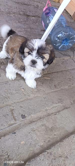 Cățelușa shih-tzu - imagine 4