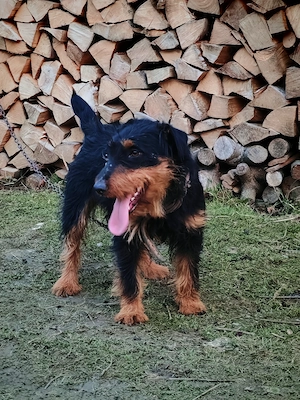Jagdterrier mascul - imagine 2