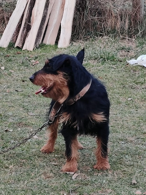 Jagdterrier mascul - imagine 3