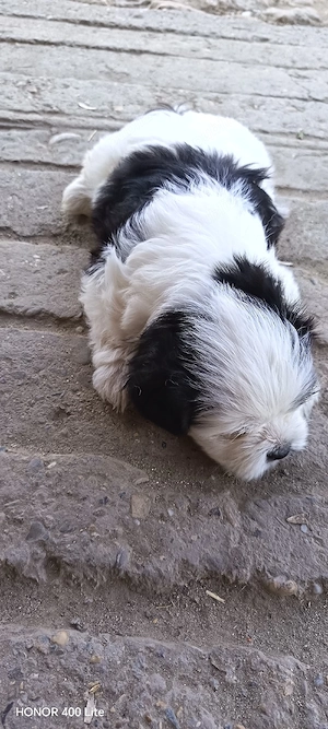Cățel shih-tzu - imagine 4