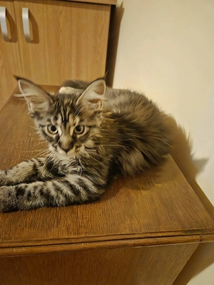 Fetițe Maine Coon, 3 luni și jumătate, deparazitate și vaccinate.  - imagine 3