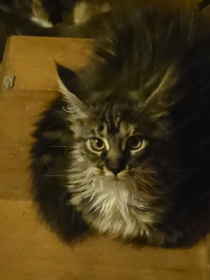 Fetițe Maine Coon, 3 luni și jumătate, deparazitate și vaccinate. 