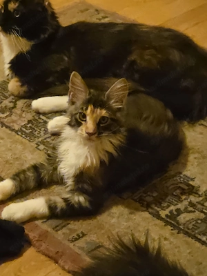Fetițe Maine Coon, 3 luni și jumătate, deparazitate și vaccinate.  - imagine 2
