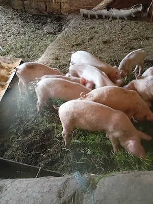 purcei de vânzare 
