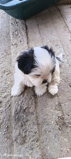  Pui Shih-tzu 