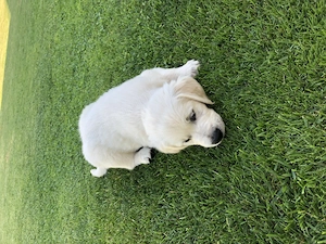 Vand pui Golden Retriver - imagine 3
