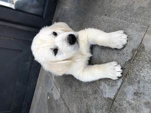 Vand pui Golden Retriver - imagine 4