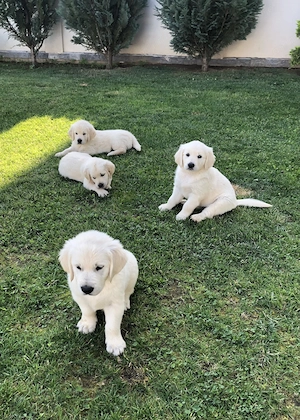 Vand pui Golden Retriver