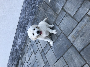 Vand pui Golden Retriver - imagine 2