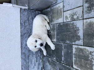 Vand pui Golden Retriver - imagine 5