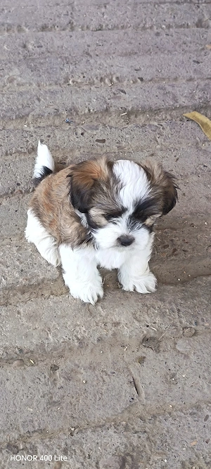 Cățelușa shih-tzu - imagine 5