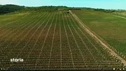 Vanzare VIE 16,5 ha, teren agricol Boldesti-Scaeni, langa crama Feruccio - imagine 5