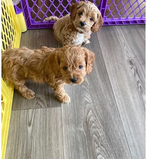 pui de cavapoo