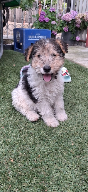 Fox terrier - imagine 3