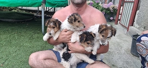 Fox terrier