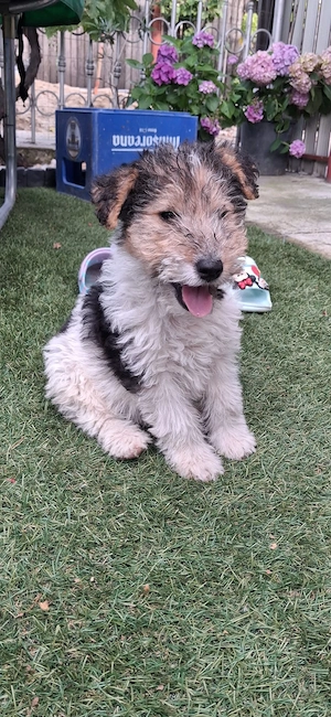 Fox terrier - imagine 5