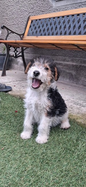 Fox terrier - imagine 4