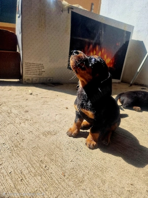Pui Teckel  Rasă Pură   Căutăm Stăpâni Iubitori!